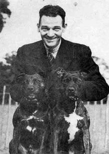 Original staffordshire bull sales terrier